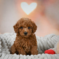 Toy Poodle