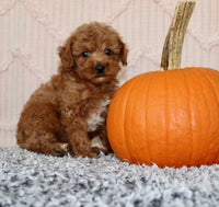 Toy Poodle