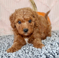 Toy Poodle