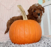 Toy Poodle