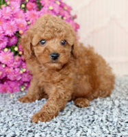 Toy Poodle