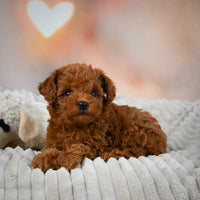 Toy Poodle