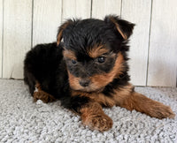 Yorkshire Terrier