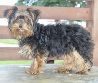 Yorkshire Terrier