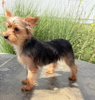 Yorkshire Terrier