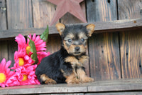 Teacup Yorkshire Terrier