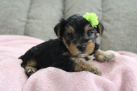 Yorkshire Terrier