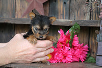 Teacup Yorkshire Terrier