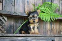 Teacup Yorkshire Terrier