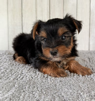 Yorkshire Terrier