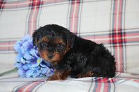 Yorkipoo