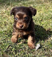 Yorkipoo