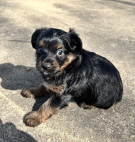 Yorkipoo