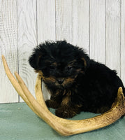 Yorkipoo