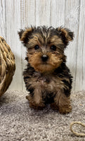 Yorkipoo