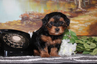  Yorkipoo