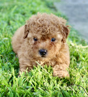 Yorkipoo