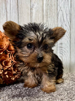 Yorkipoo