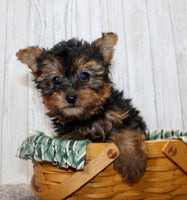 Yorkipoo