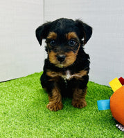 Yorkipoo