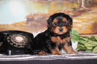  Yorkipoo