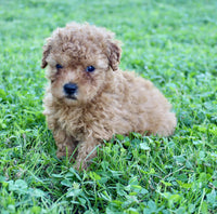 Yorkipoo