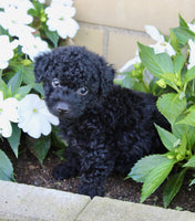 Yorkipoo