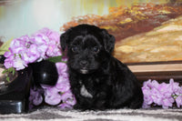 Yorkipoo