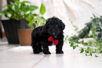 Yorkipoo