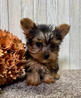 Yorkipoo