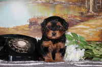  Yorkipoo