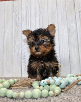 Yorkipoo