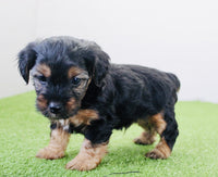 Yorkipoo