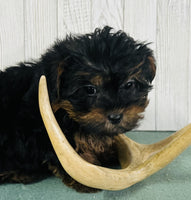 Yorkipoo