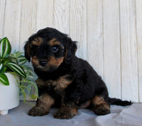 Yorkipoo