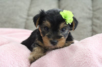 Yorkshire Terrier