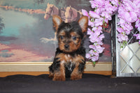 Yorkshire Terrier