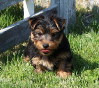Yorkshire Terrier