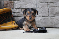 Yorkshire Terrier