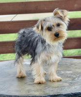 Yorkshire Terrier