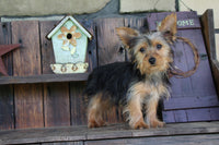 Yorkshire Terrier