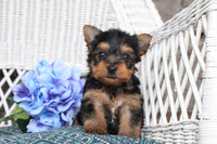 Yorkshire Terrier