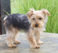 Yorkshire Terrier