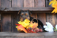 Yorkshire Terrier