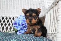 Yorkshire Terrier