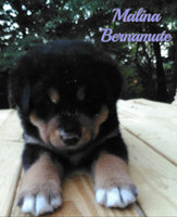 Malina Female Bernamute $750