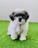 Amber Female Malshi $650