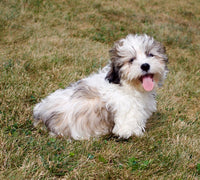 Malshi