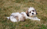 Malshi