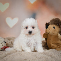 Maltese